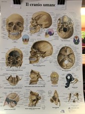 TAVOLA DIDATTICA DEL CRANIO UMANO 50x67