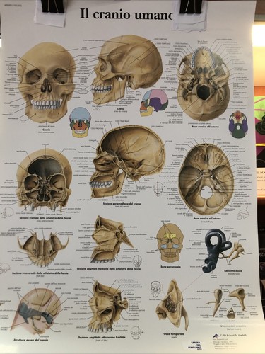 Tavola didattica del cranio - tavola,