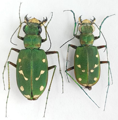 Carabidae cicindelinae - carabidae,,