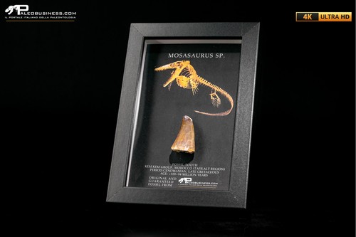 Dente fossile mosasaurus - fossile,