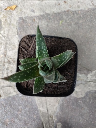 Aloe gasteraloe royal - gasteraloe,