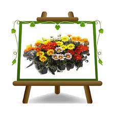 N.10 Gazania colori assortiti