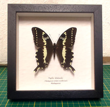 Papilio delalandei vera