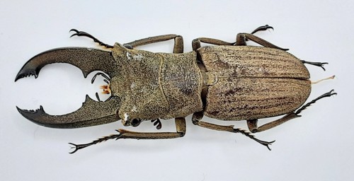 Lucanidae cyclommatus - lucanidae,,