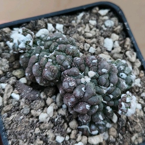Astrophytum asterias kikko - astrophytum, cv.