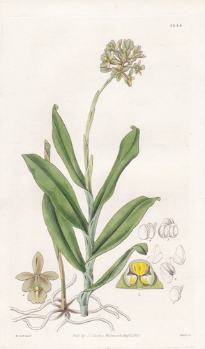 Epidendrum fuscatum - , st