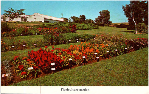 Cartolina cromata floricoltura - cartolina,