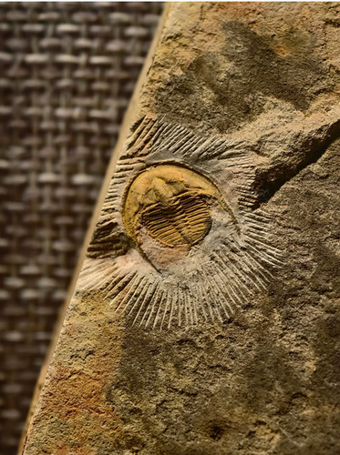 Corpo insetto fossile - , di