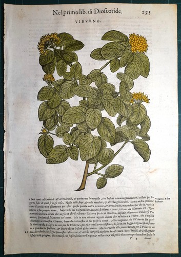 Stampa antica mattioli - stampa,
