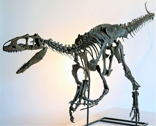 Replica fossile scheletro