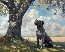 Cane Corso Cane Relax Sotto