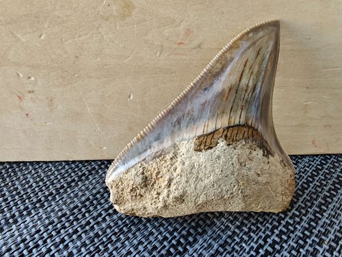 Dente megalodonte posteriore - dente,