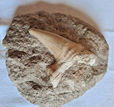 Fossile di dente di squalo - Lamna obliqua eocene - Marocco