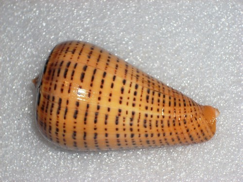 Conus betulinus var tabulata - conus,