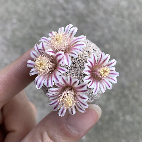 Mammillaria lasiacantha cactus - mammillaria,