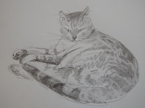 Disegno matita gatto - a,
