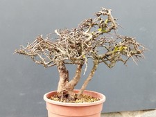 Pre-Bonsai Di Prunus Spinosa