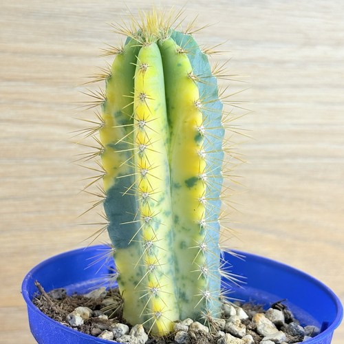 Pilosocereus azureocereus - , f