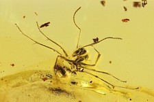 Formicidae Formica flori