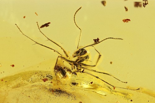 Formicidae formica flori - formicidae,