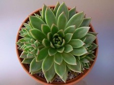 Echeveria Agavoides Miranda