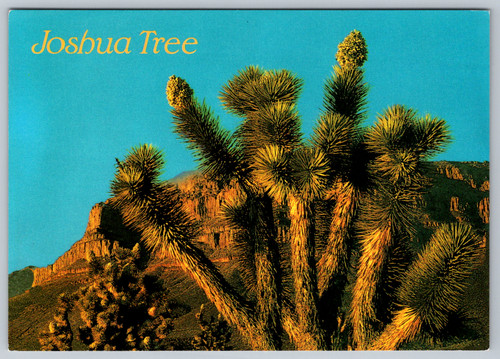 C2000s joshua tree - joshua, yucca