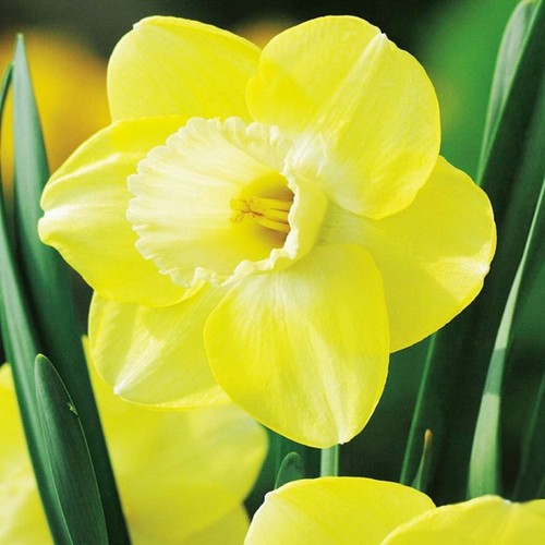 Narcisi bulbi fiori cipolle - narcisi,
