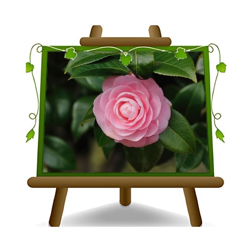 Camelia japonica rosa sacco - camelia,