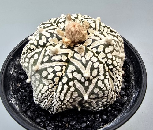 Astrophytum asterias super - asterias,