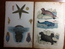 800" BUFFON, ZOOLOGIA, RAGNI