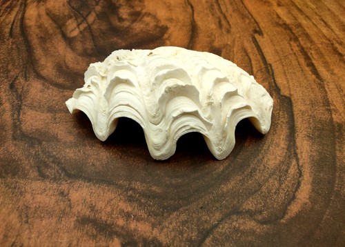 Conchiglia derasa tridacna - conchiglia,