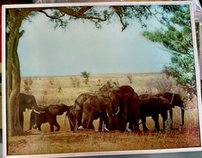 Bellissimo gregge lenticolare