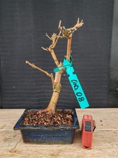 bonsai di gelso h 29 cm visita