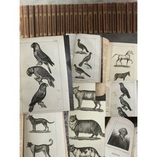 Buffon cuvier volumes 221 - buffon, 26