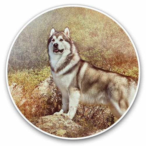 Adesivi vinile cm - adesivi,