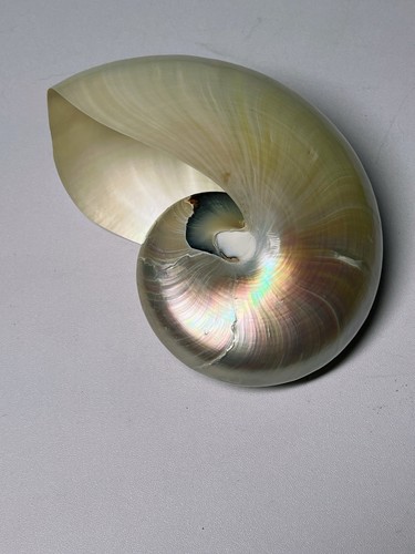 Perla nautilus conchiglia mare - nautilus,