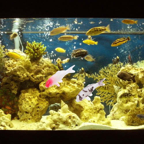 Pcs decorazioni acquario - pcs,