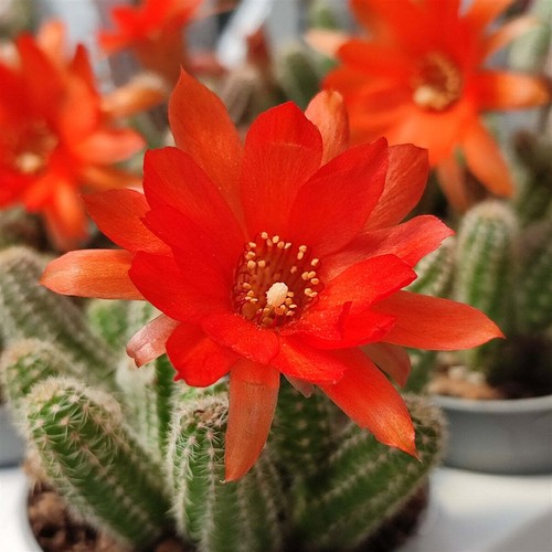 Chamaecereus silvestrii - ,