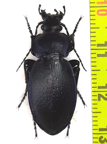 Carabidae carabus - carabidae,,
