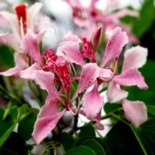 Pink Orchid Tree Seeds