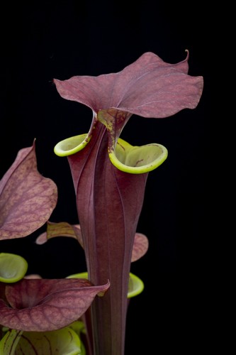 Rare sarracenia waccamaw - sarracenia,