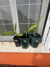 MUSA 'RED DACCA' - Esemplari