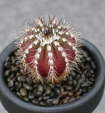 Uebelmannia cactus pianta succulenta casa giardino bella pianta 3-4 cm crescita semi