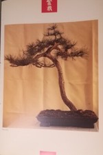 BONSAI PINO NERO GERANIO POSTER F/R ESTRATTO DA RARO CATALOGO FOTOGRAFICO