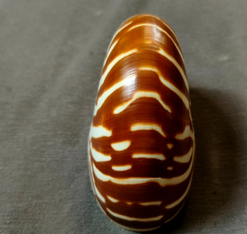 Chamber nautilus pompillius