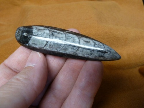 F369 orthoceras - lg,
