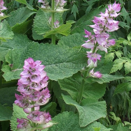 Salvia sclarea seёds 150 - salvia, seёds,