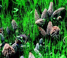 Morel Habitat Kit®: Kit coltivazione funghi Morel da cortile - S MHK - SPEDIZIONE GRATUITA