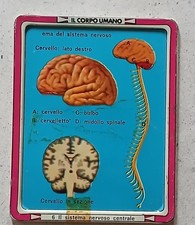 Placca metallo IL CORPO UMANO