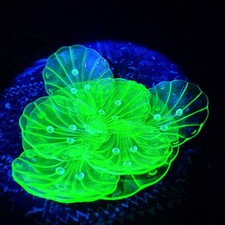 Art Decò Servizio Piatti Da